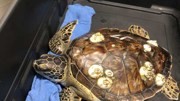 Greensboro Science Center rehabilitating cold-stunned sea turtles