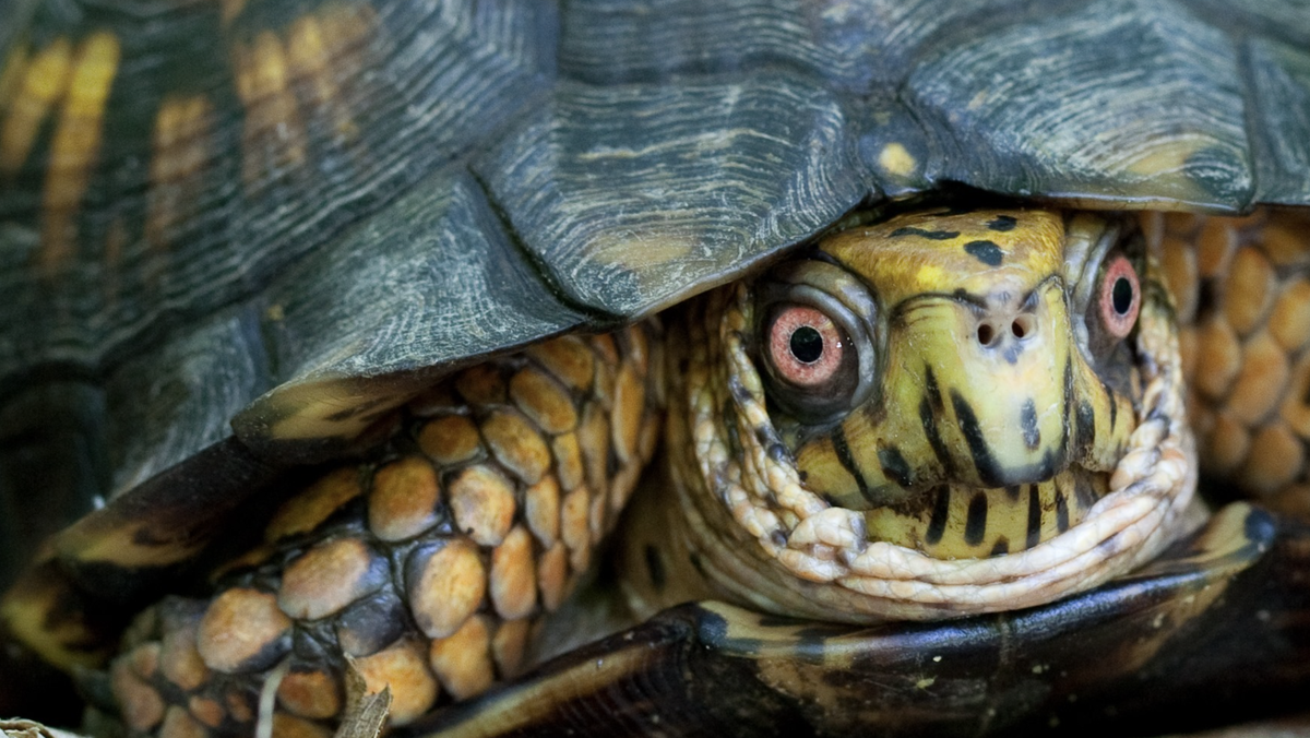 Ohio wildlife officials: Look out for turtles on the roadway in May or June