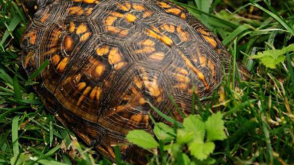 Discovery of 'turtle parts,' artifacts leads to charges for Harrison ...