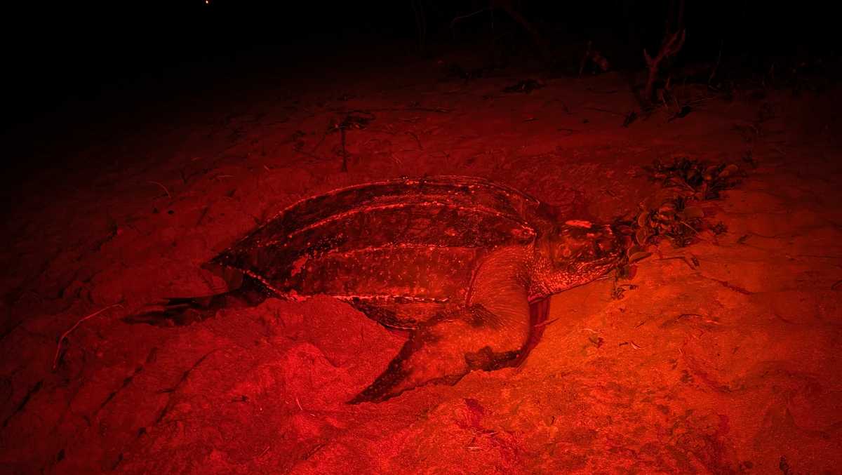 Massive Leatherback turtle found nesting on Juno Beach