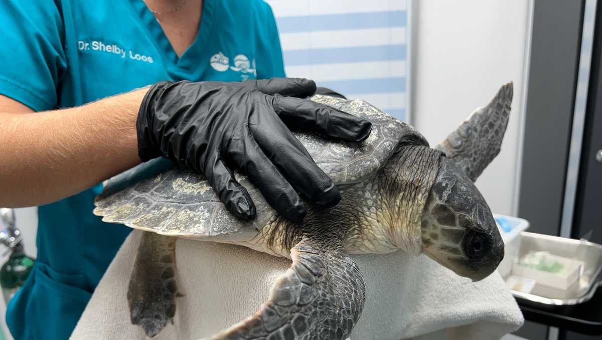 Coastal Stewards Close Boca Raton Sea Turtle Rehab Center