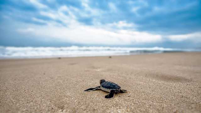 Environmental organization files 106 page report over light pollution on Florida beach - Vimarsana News