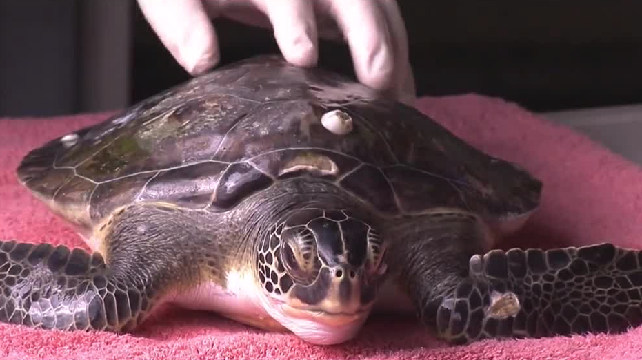 Brevard Zoo uses electrochemotherapy to remove turtle tumors