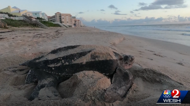 Sea turtles have already laid 780 nests on county beaches - Vimarsana News