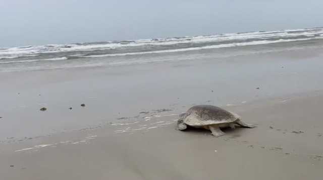 Turtle nesting season may cause construction delays in Volusia - Vimarsana News