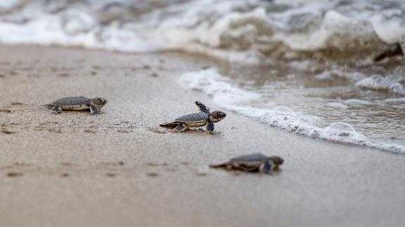A group a baby sea turtle hatchlings began making their way towards the ocean during Fourth of July celebrations in Fernandina Beach, Florida.