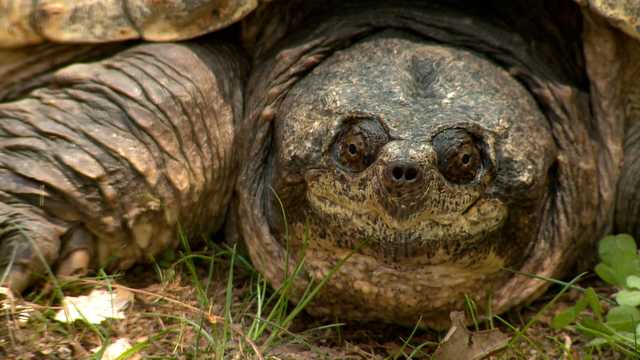 Books for the love of turtles - Vimarsana News