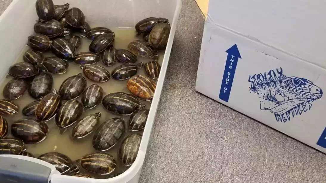 Alva man pleads guilty to conspiracy to smuggle turtles to Germany and Hong Kong - Vimarsana News