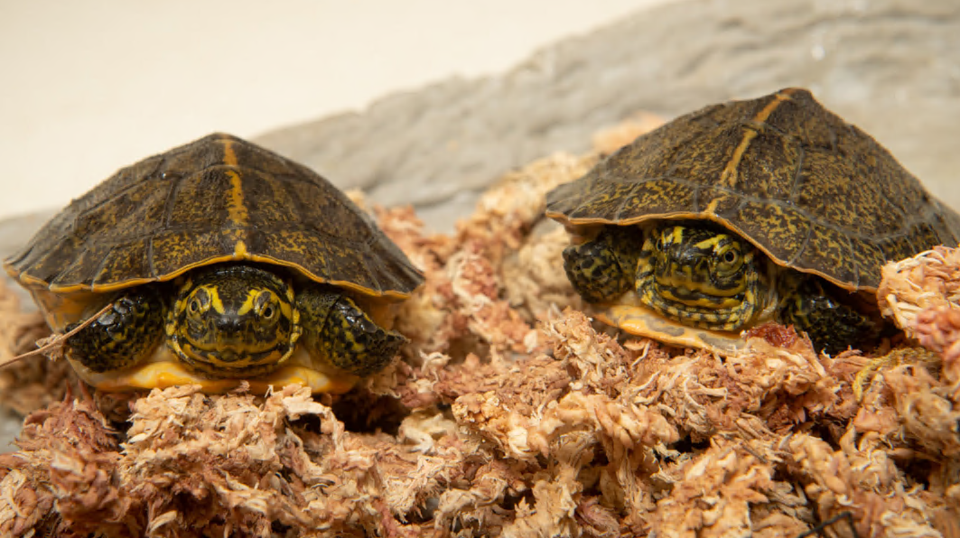 Ohio zoo welcomes two rare turtles in first indoor zoo hatching