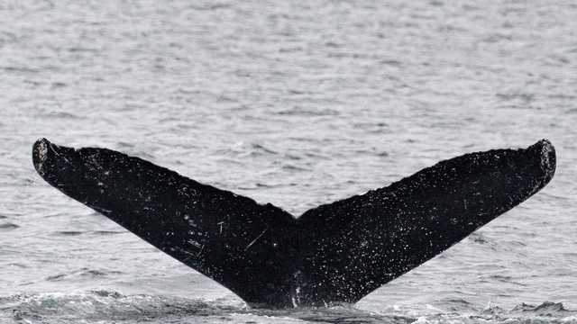 Scientists cite breakthrough 'conversation' with humpback whale - Vimarsana News