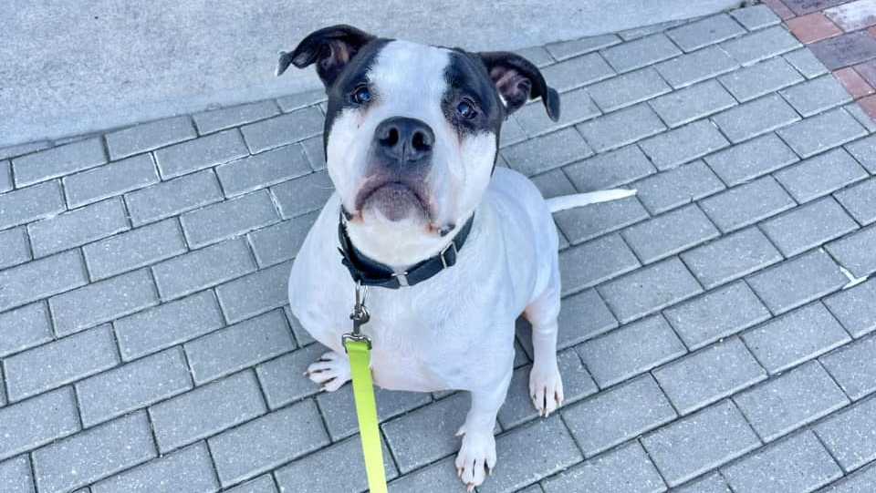 Meet the Nebraska Humane Society's pet of the week