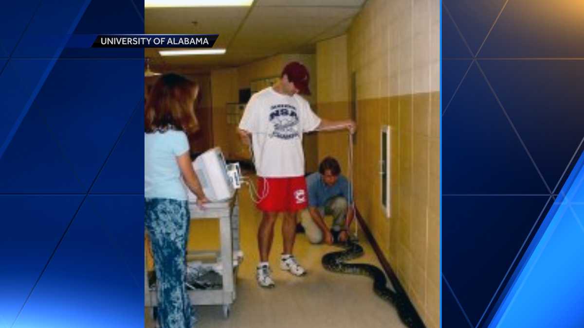 Research on snake blood could help treat diabetes