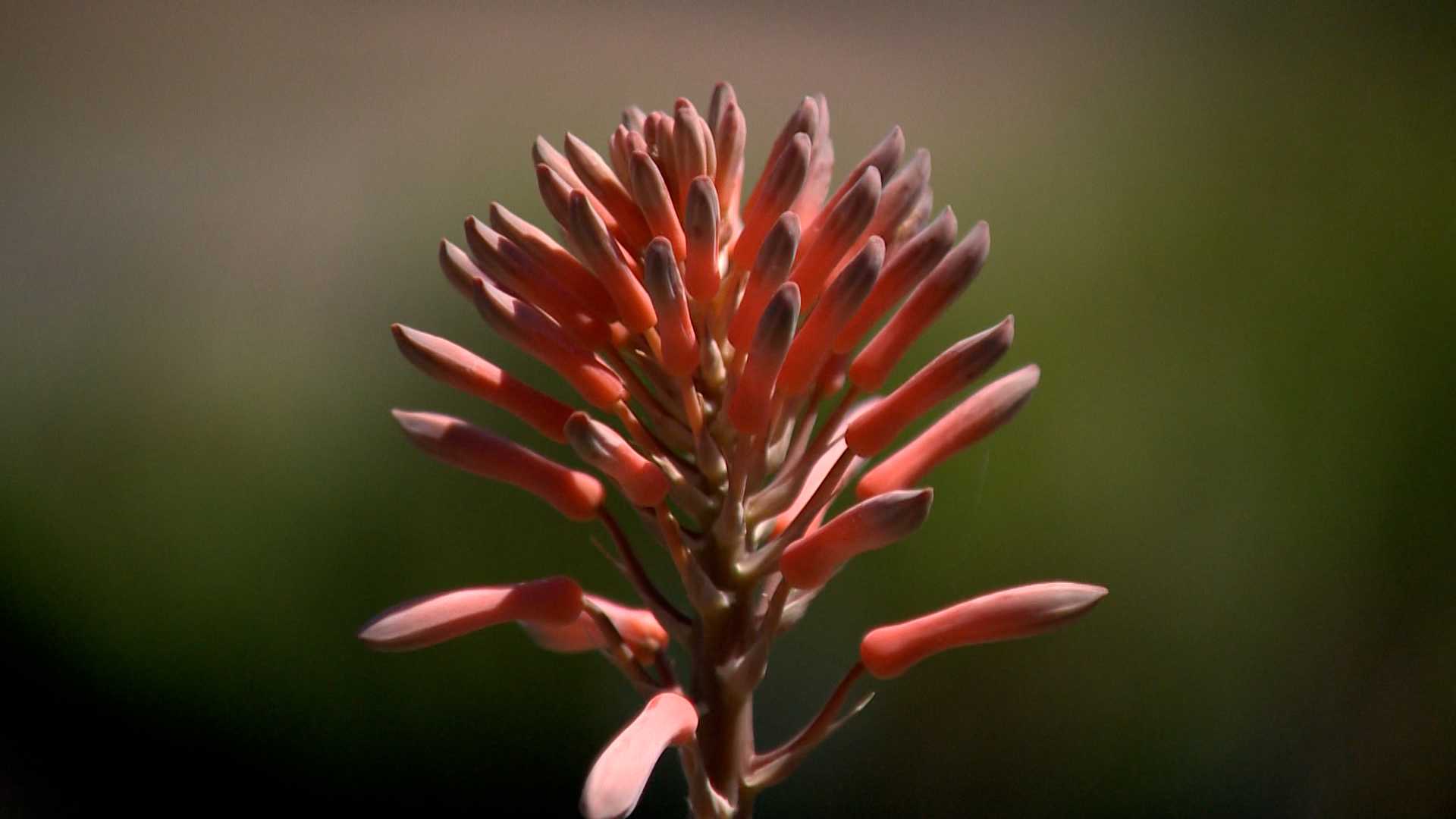 What to plant in your Sacramento-area yard amid California drought - Vimarsana News