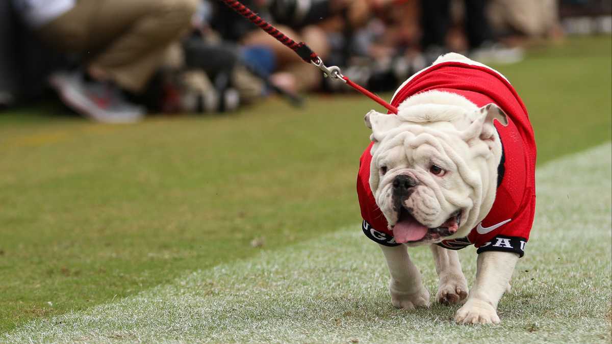 PETA calls out Georgia for 'outdated' use of live bulldog mascot