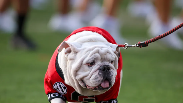 University of Georgia: Retired mascot Uga X has died - Vimarsana News