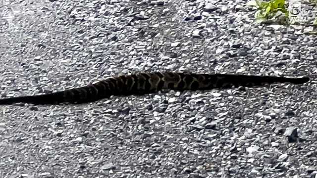 Timber rattlesnake spotted near trails in Pa. state forest - Vimarsana News
