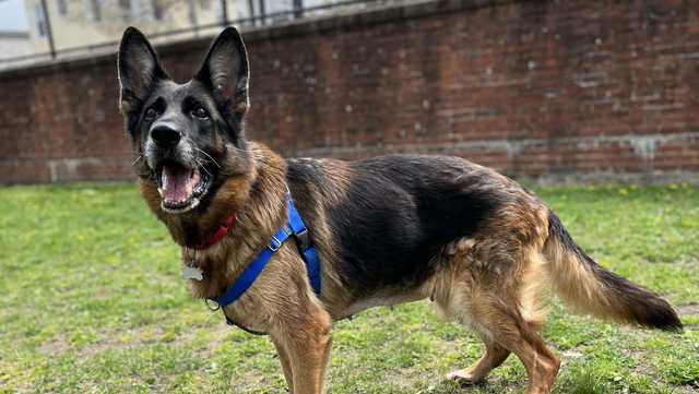 Sweet German shepherd needs new home and new hip at MSPCA - Vimarsana News