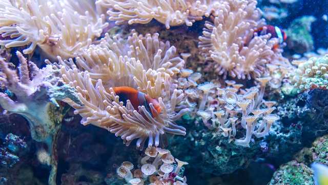 'Will they make it?': Florida researchers discuss how coral reefs are dealing with the heat - Vimarsana News