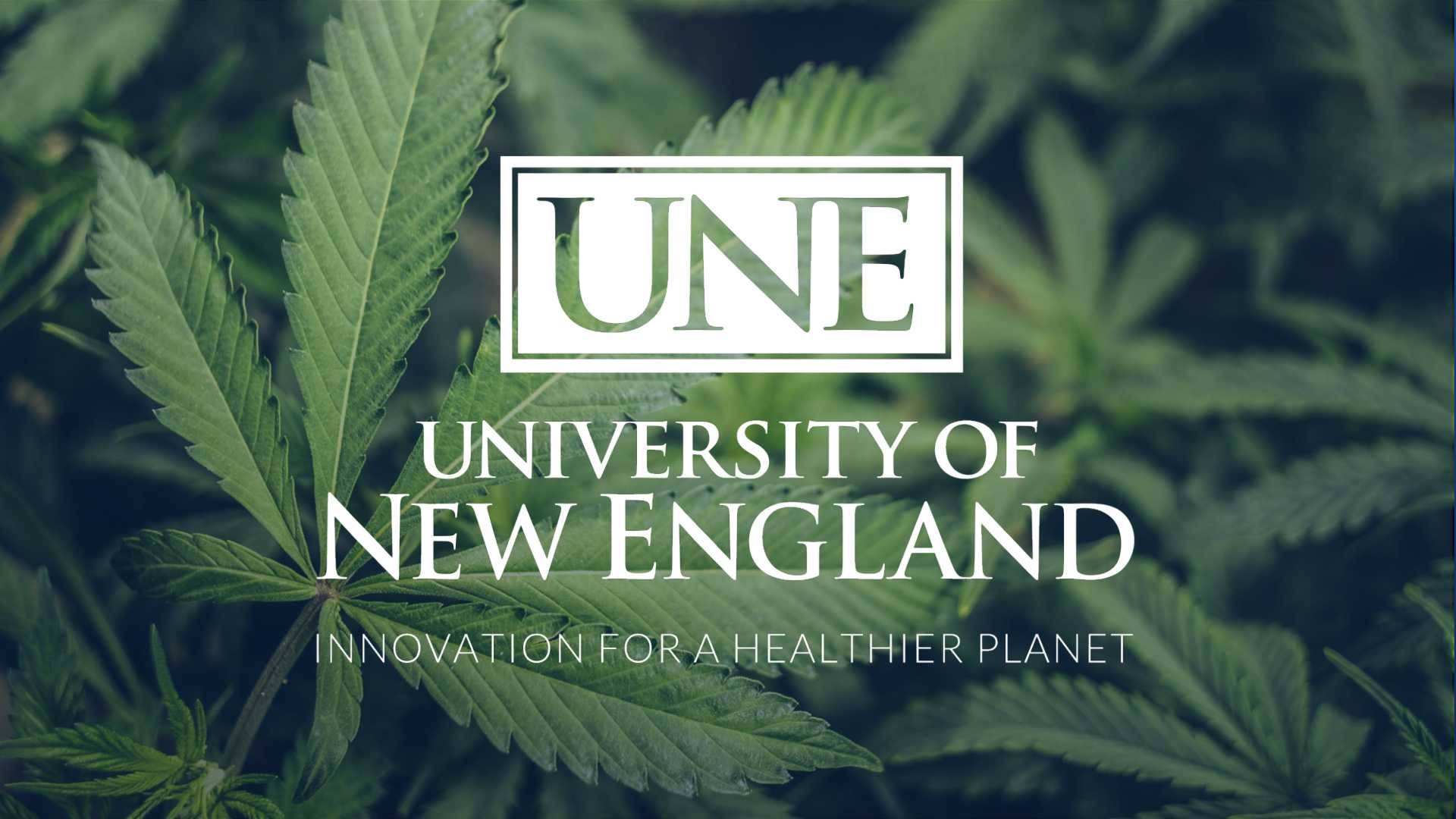 wmtw.com - Adam Bartow - Maine college adding online programs for cannabis certifications