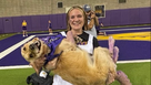 Winnie isn't just Gabi Riessen's medical service dog, they're both members of the marching band at the University of Northern Iowa! Yes, a Golden retriever is a marching band member. Complete with a uniform and that purple tail. Winnie isn't just Gabi Riessen's medical service dog, they're both members of the marching band at the University of Northern Iowa! Yes, a Golden retriever is a marching band member. Complete with a uniform and that purple tail.
