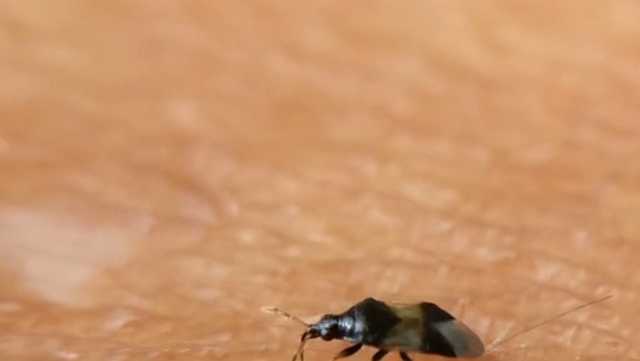 Small Black Bugs In House Michigan