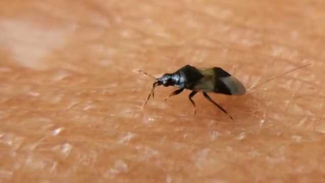 Small Black Bugs In House Michigan