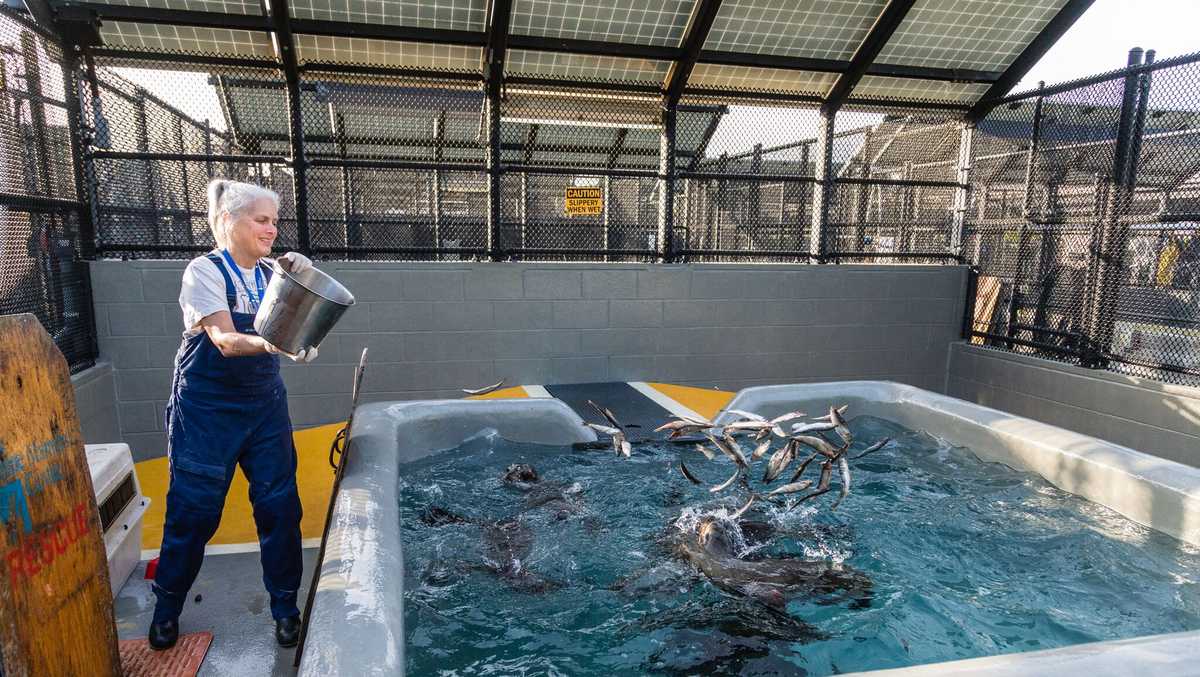 Marine Mammal Center desperate for volunteers to help seal pups