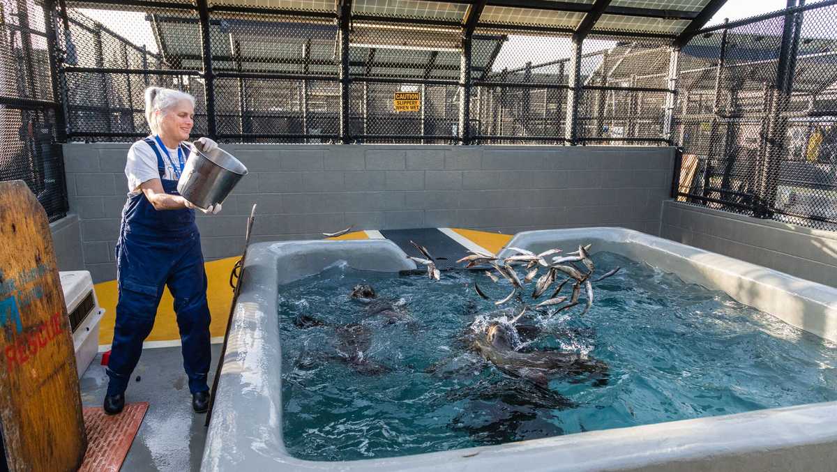 Marine Mammal Center desperate for volunteers to help seal pups