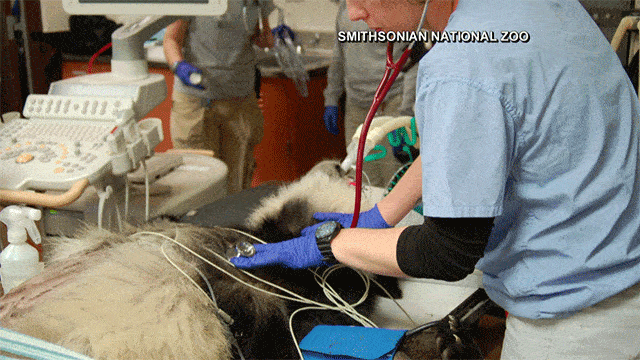 Panda cub Bei Bei undergoes surgery