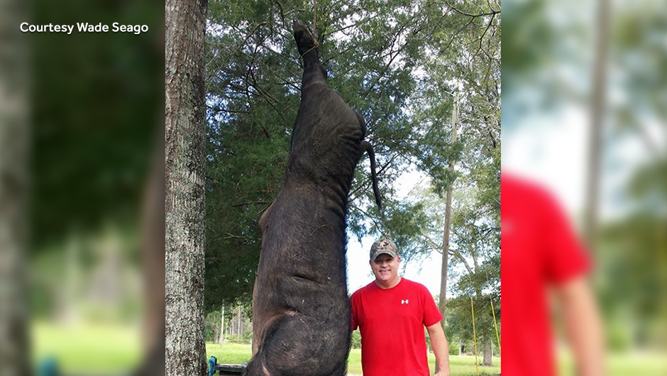 Alabama man kills 820-pound hog in front yard