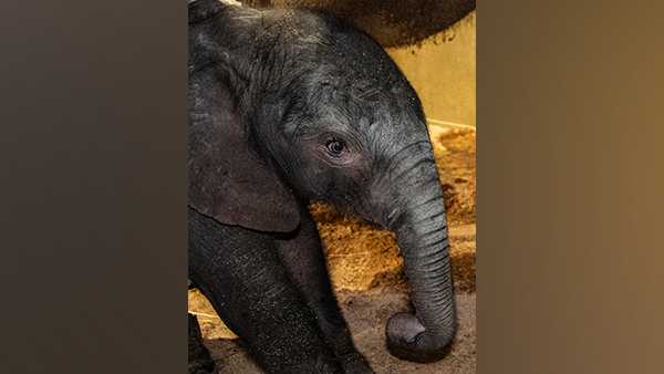 So adorable! Baby elephant born at Louisville Zoo