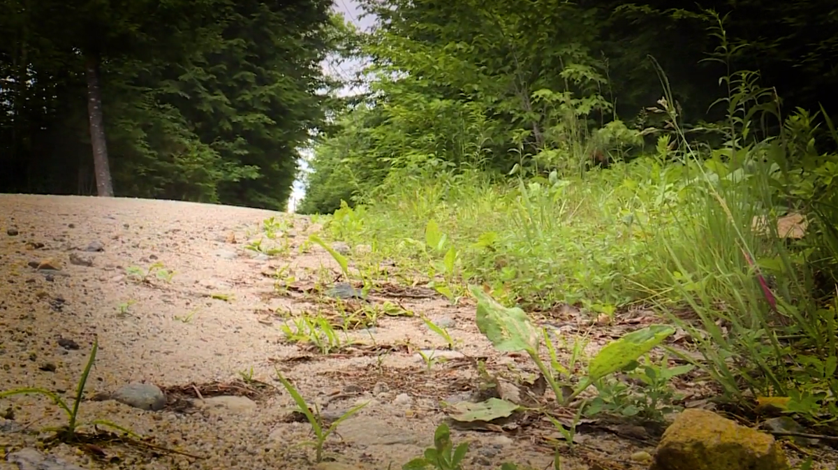 Rabies cases across Maine on par with previous years; veterinarians ...