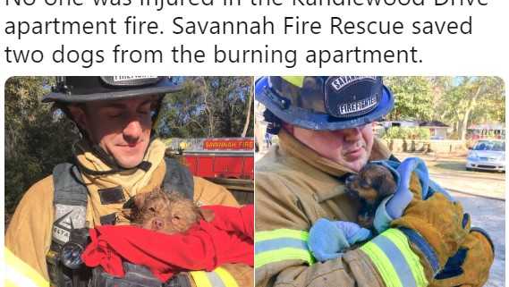 Adorable puppies rescued from Savannah apartment fire