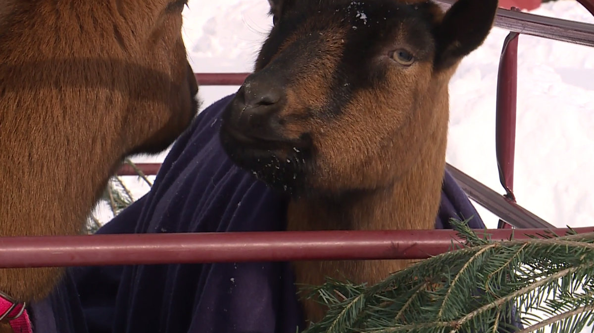 Throwing away your tree? Maine farms look to feed goats with Christmas