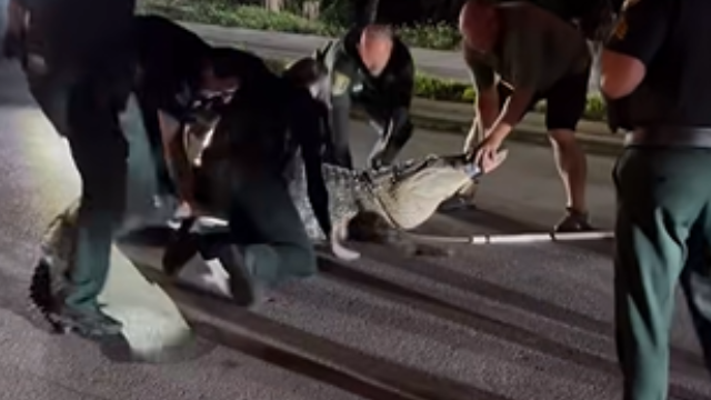 Video: Florida deputies wrangle 14-foot, 600-pound alligator blocking roadway