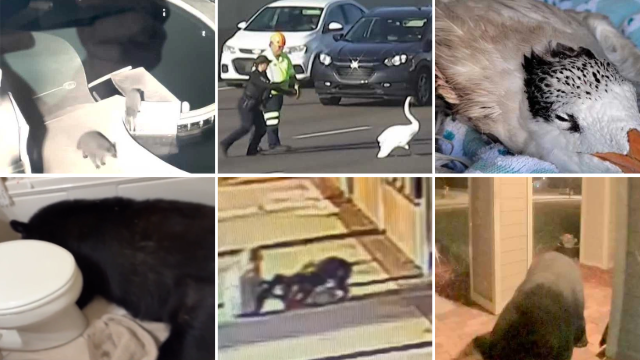 Central Florida's wild animal encounters of 2025