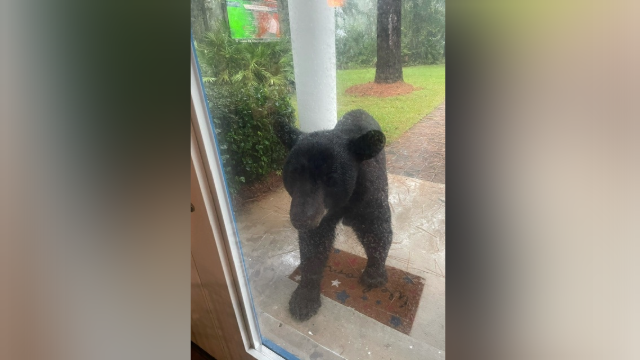 bear seeks shelter