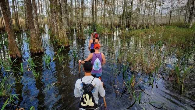Why dry season's a good time for a Big Cypress wet walk - Vimarsana News