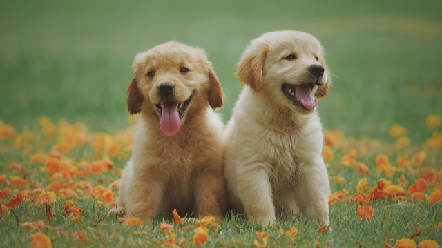 National Dog Day 2023: Sales and deals you need to know about - Vimarsana News