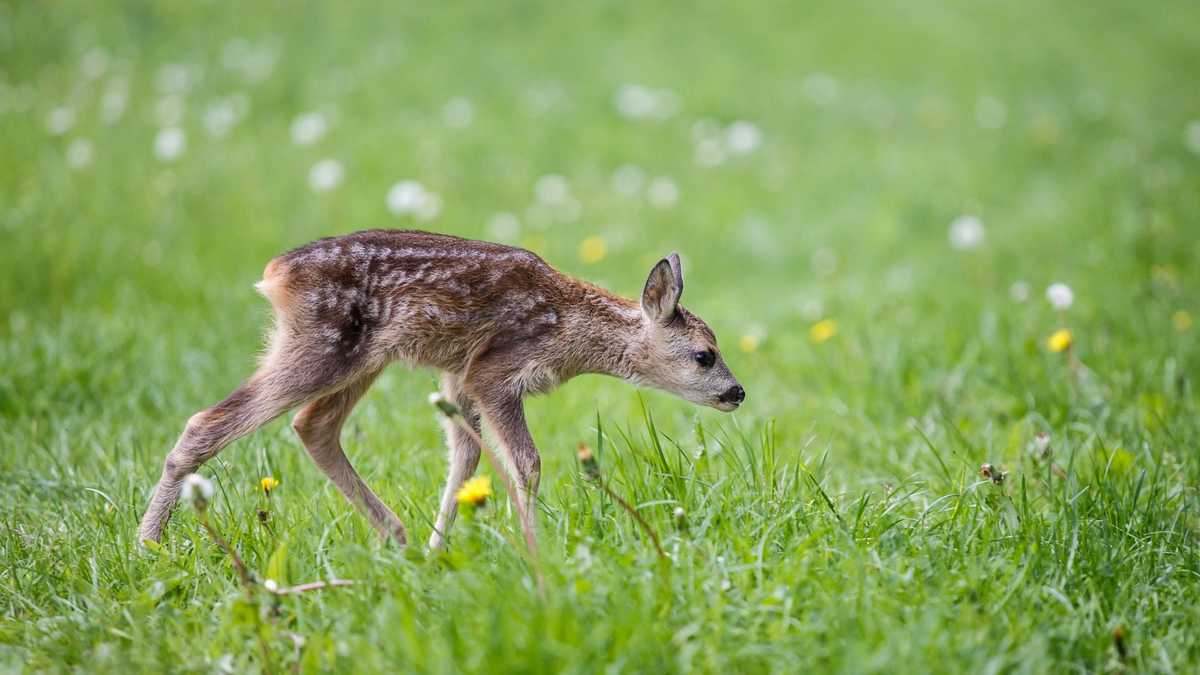 More than 20 deer 'humanely euthanized' by Department of Fish and Wildlife in Meade County