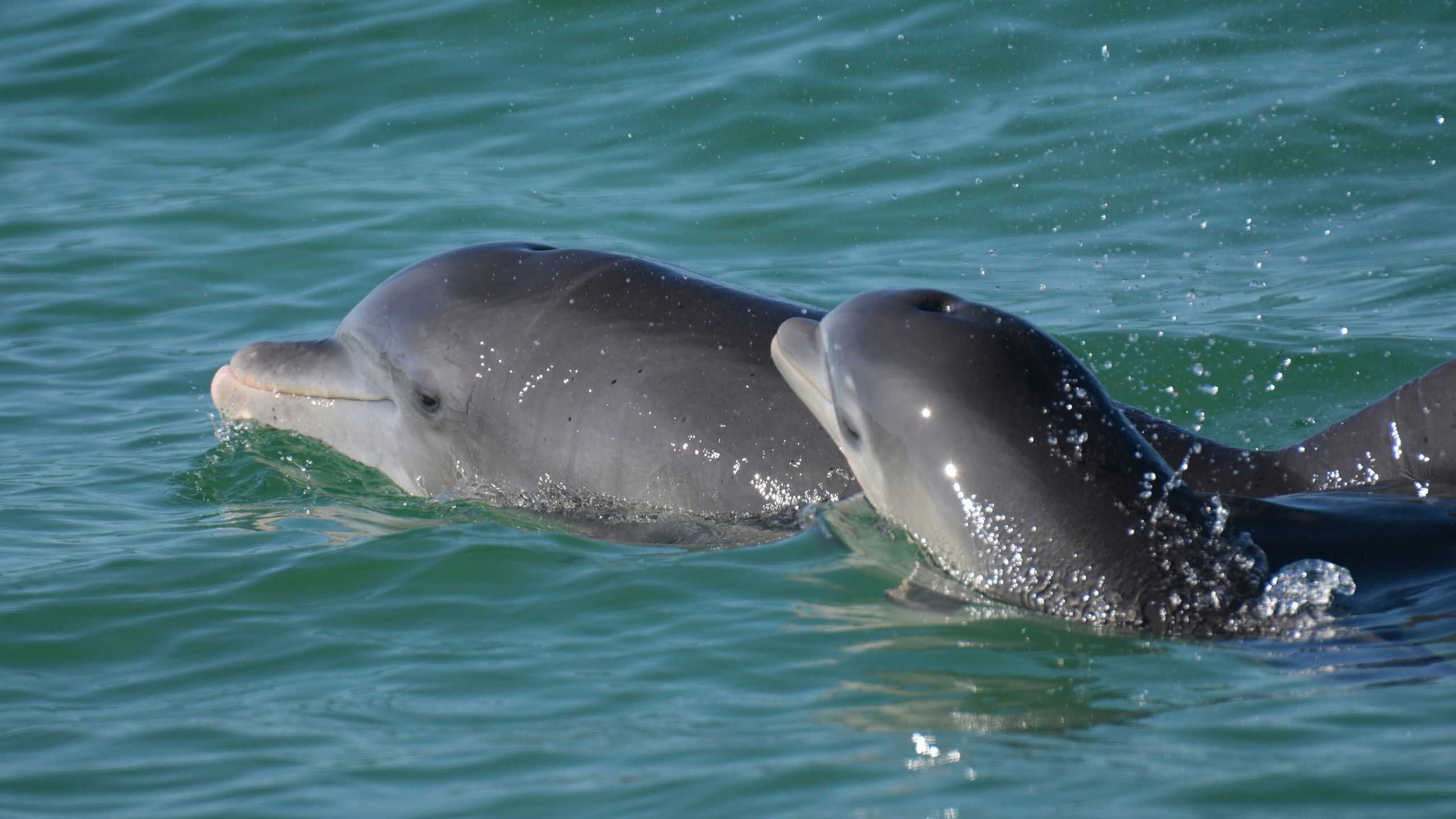 Dolphin moms use baby talk to call to their young, recordings show - Vimarsana News