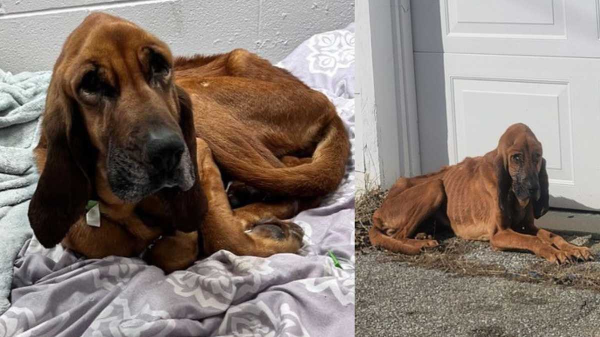 Emaciated hound dog found alone in Shelby County, expected to recover