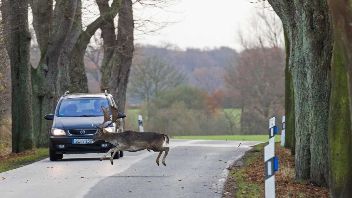 Kentucky Transportation gives tips to avoid hitting deer