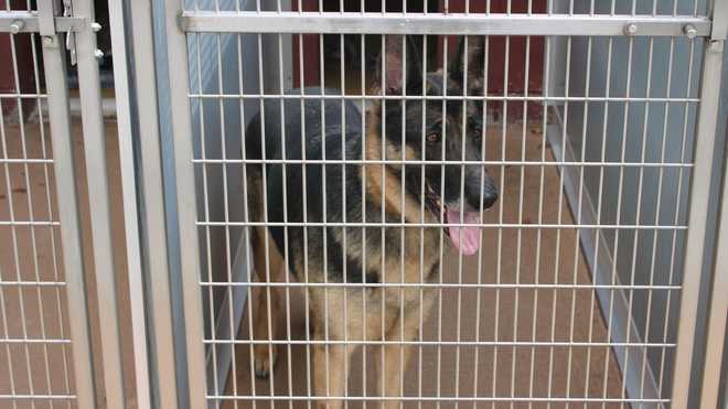 Dogs from flooding in Estill County at KHS Fern Creek Pet Resort