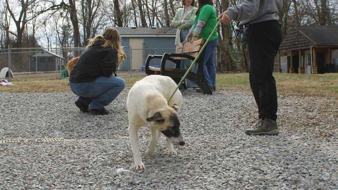 Dogs from flooding in Estill County at KHS Fern Creek Pet Resort