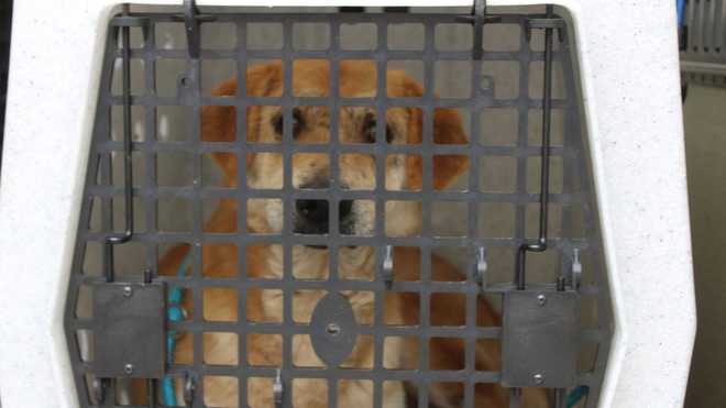 Dogs from flooding in Estill County at KHS Fern Creek Pet Resort