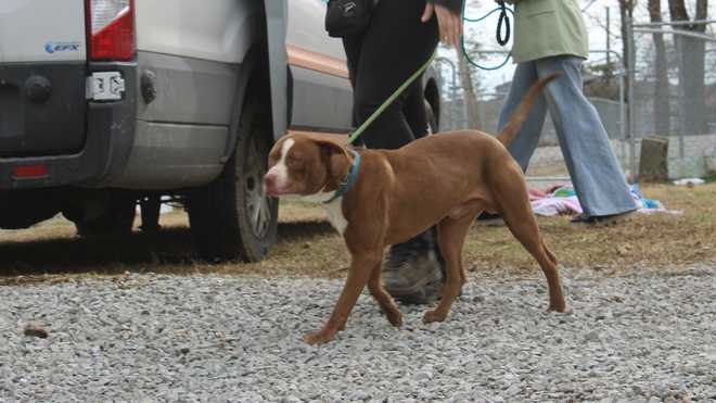 Dogs from flooding in Estill County at KHS Fern Creek Pet Resort