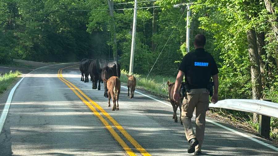 Spencer County Sheriff Andrew Ware walking loose cattle back to their home