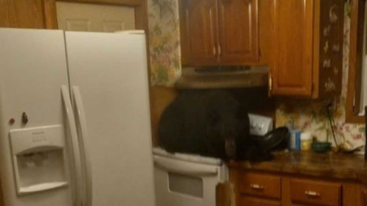 Black Bears Spotted in Kentucky, Pennsylvania, Maryland Homes
