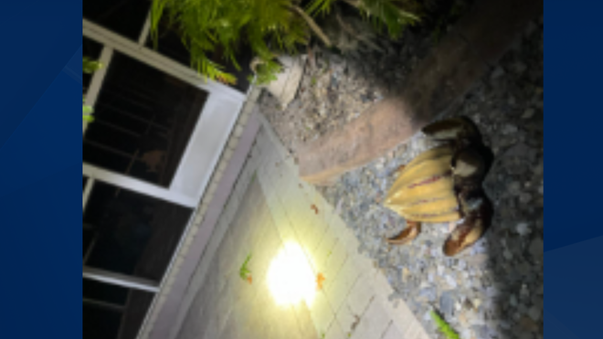 ﻿Stolen turtle decoration